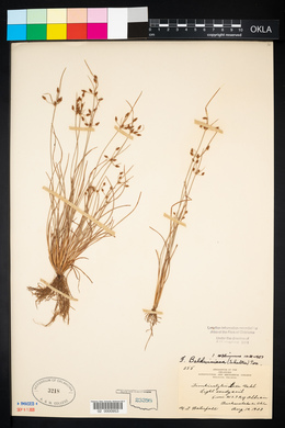 Fimbristylis annua image