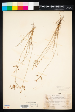 Fimbristylis annua image