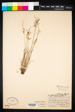 Fimbristylis annua image