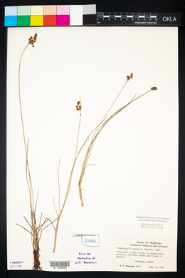 Fimbristylis puberula image