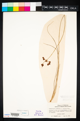 Fimbristylis puberula image