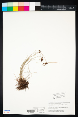 Fimbristylis puberula image