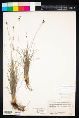 Fimbristylis puberula image