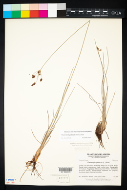 Fimbristylis puberula image