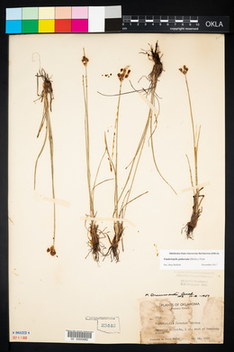 Fimbristylis drummondii image