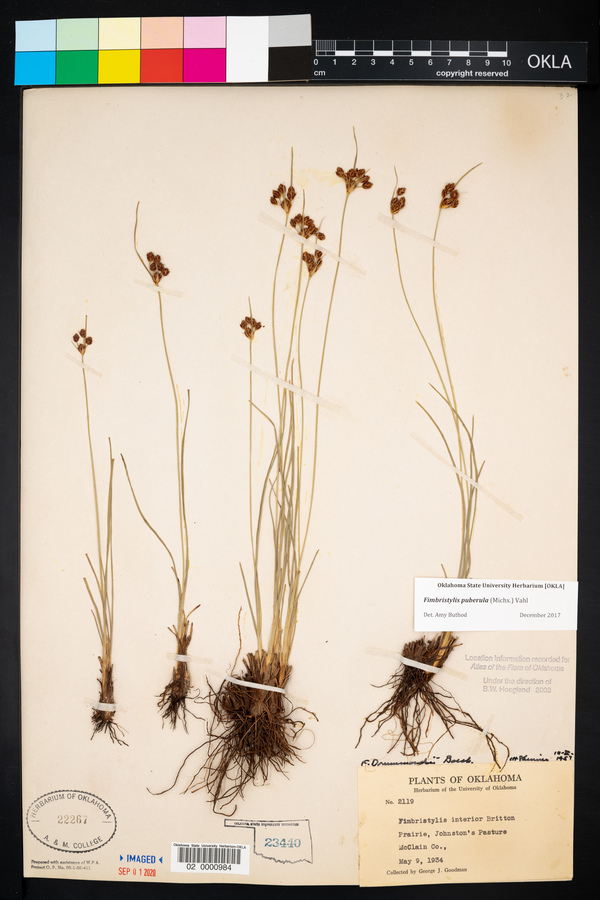 Fimbristylis drummondii image