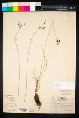 Fimbristylis drummondii image