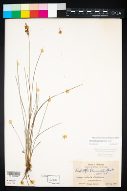 Fimbristylis drummondii image