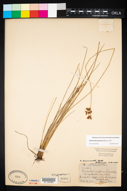 Fimbristylis drummondii image