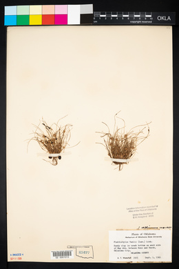 Fimbristylis vahlii image