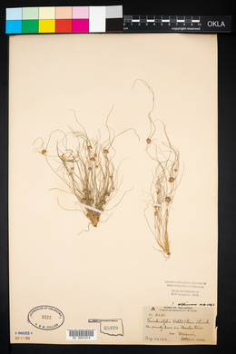 Fimbristylis vahlii image