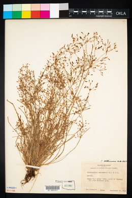 Fimbristylis autumnalis image
