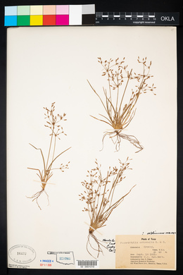 Fimbristylis autumnalis image