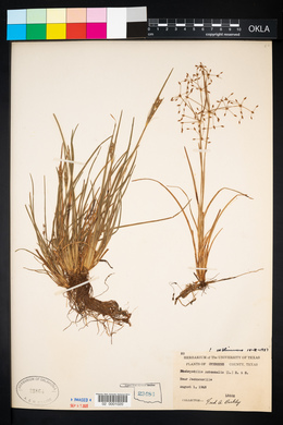 Fimbristylis autumnalis image