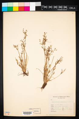 Fimbristylis autumnalis image