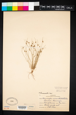 Cyperus hemidrummondii image