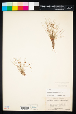 Cyperus subsquarrosus image