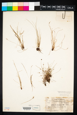 Cyperus subsquarrosus image