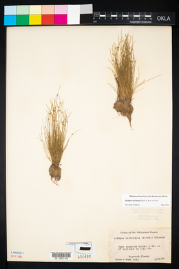 Tragopogon porrifolius image