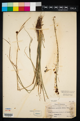 Rhynchospora capitellata image