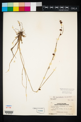 Rhynchospora capitellata image