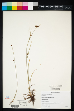 Rhynchospora harveyi image