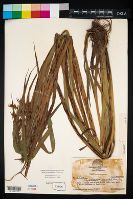 Rhynchospora corniculata image