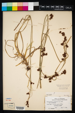 Rhynchospora glomerata image