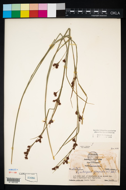 Rhynchospora glomerata image