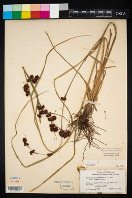 Rhynchospora glomerata image