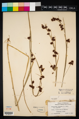 Rhynchospora glomerata image