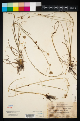 Rhynchospora harveyi image