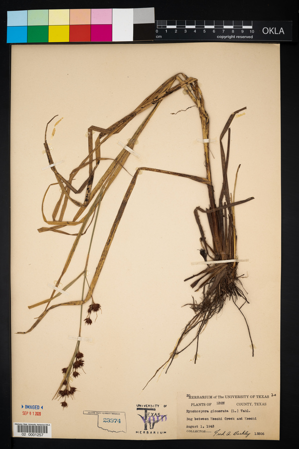 Rhynchospora glomerata image