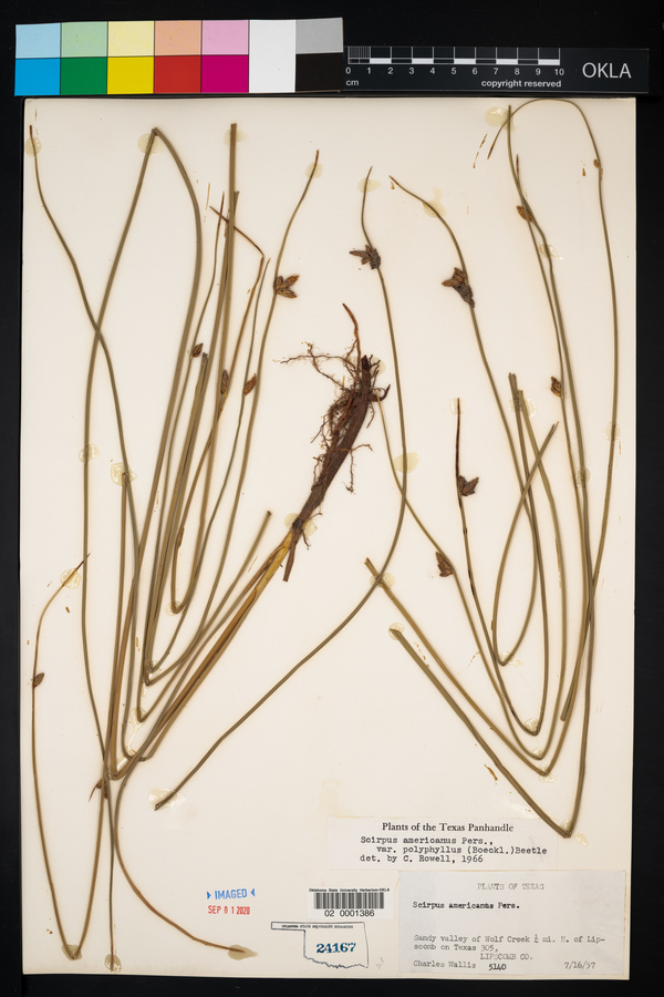Schoenoplectus pungens var. pungens image