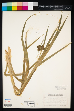 Scirpus pallidus image