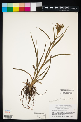 Scirpus pendulus image