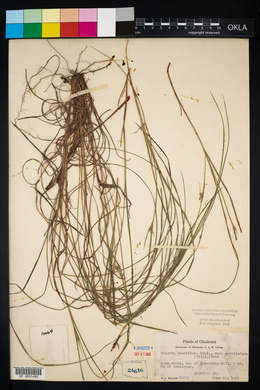 Scleria pauciflora image