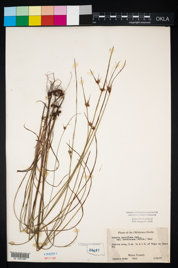 Scleria pauciflora image