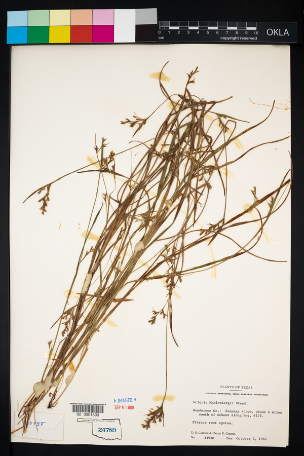 Scleria muehlenbergii image