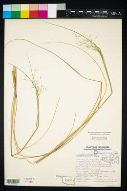 Eriocoma hymenoides image