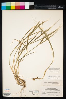 Aegilops cylindrica image