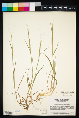 Aegilops cylindrica image