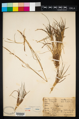 Agrostis castellana image