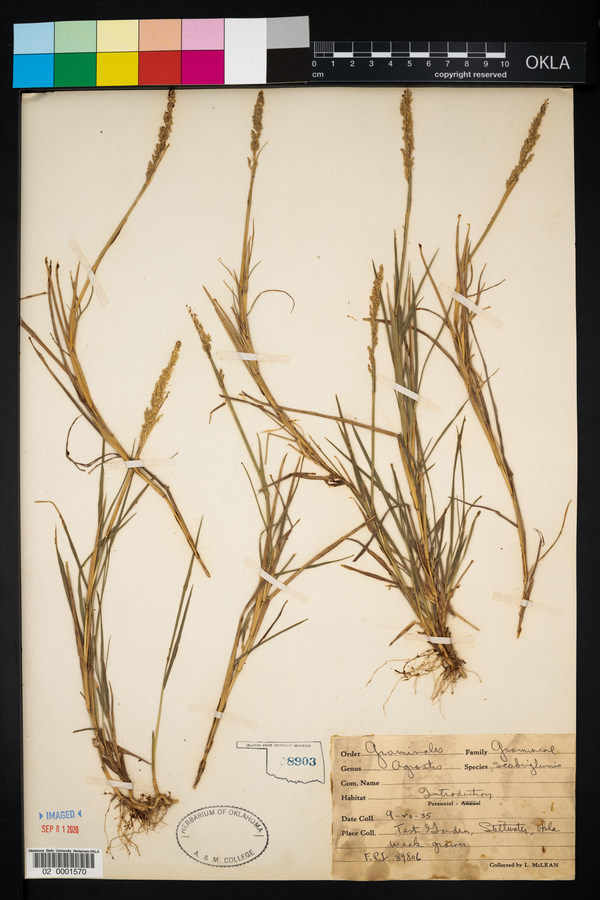 Agrostis stolonifera var. scabriglumis image