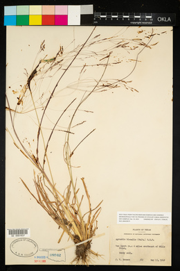 Agrostis hiemalis image