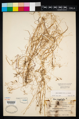 Aira elegans image