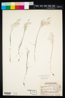 Molineriella laevis image