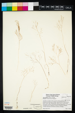 Molineriella laevis image