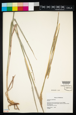 Andropogon hallii image