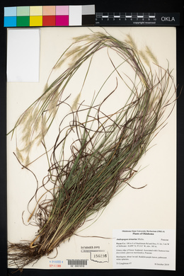 Andropogon ternarius image